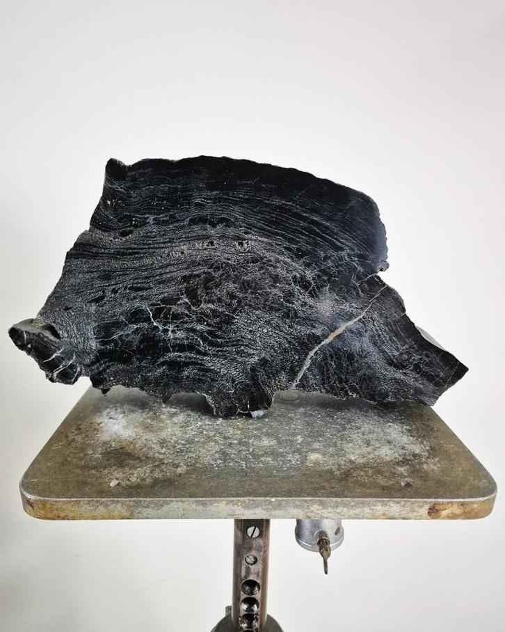 Versteend hout fossiel, Verzamelen, Mineralen en Fossielen, Fossiel, Ophalen of Verzenden