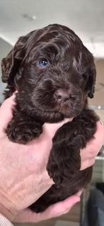 Australian labradoodle pups, 8 tot 15 weken, Parvo, Meerdere dieren, Eén hond