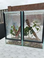 Wandelende takken + 2 Terrarium – compleet pakket!, Dieren en Toebehoren, Insecten en Spinnen, Wandelende tak