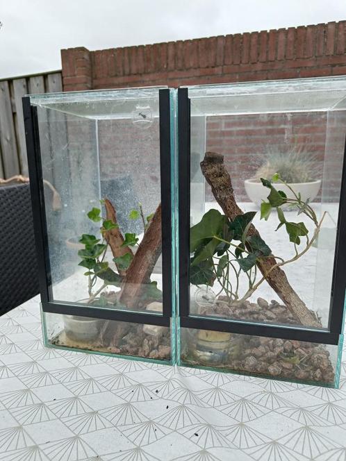Wandelende takken + 2 Terrarium – compleet pakket!, Dieren en Toebehoren, Insecten en Spinnen, Wandelende tak