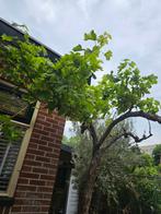 Druif op oude stam: 270cm hoog!, Ophalen of Verzenden, Volle zon