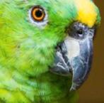 2 groupon kaartjes Veldhoven Zoo, Tickets en Kaartjes, Twee personen, Ticket of Toegangskaart