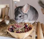 Chinchilla zoekt huisje - Saffier bokje 2016 met stamboom, Dieren en Toebehoren, Knaagdieren, Chinchilla, Mannelijk, Januari, Tam