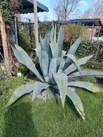 Agave, Tuin en Terras, Planten | Tuinplanten, Ophalen of Verzenden, Bloeit niet, Overige soorten, Volle zon