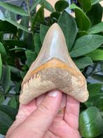 Grote megalodon (11,1 cm), haaientand, Indonesië 4, Verzamelen, Mineralen en Fossielen, Ophalen of Verzenden, Fossiel