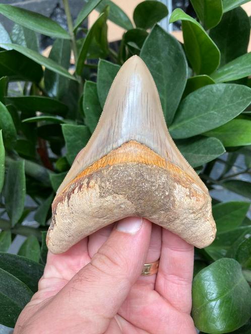Grote megalodon (11,1 cm), haaientand, Indonesië 4, Verzamelen, Mineralen en Fossielen, Fossiel, Ophalen of Verzenden