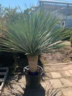 Yucca Rostrata - Prachtige Stam 30cm, Tuin en Terras, Minder dan 100 cm, Zomer, Palmboom, Ophalen