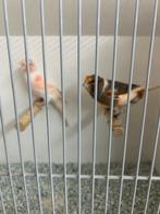 mooi koppel harlekijnkanaries 2025, Meerdere dieren, Kleurkanarie