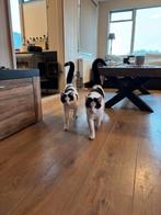 2 katers te koop! (Broertjes), Dieren en Toebehoren, Katten en Kittens | Overige Katten, Kater, 0 tot 2 jaar