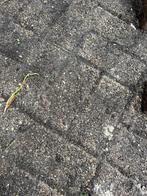 Klinkers, Ophalen, Gebruikt, Klinkers, 10 m² of meer