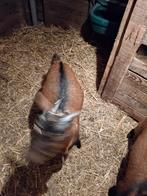 Dwergbok, Dieren en Toebehoren, Schapen, Geiten en Varkens, Mannelijk, Geit, 0 tot 2 jaar