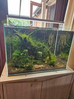 Superfish scaper Aquarium 60L.– met JBL CristalProfi filter, Dieren en Toebehoren, Ophalen, Gebruikt, Gevuld zoetwateraquarium