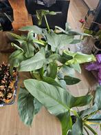 Philodendron Silver Queen, Ophalen of Verzenden, Overige soorten, Minder dan 100 cm