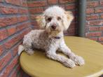 Dwergpoedel pup teefje, Poedel, 15 weken tot 1 jaar, CDV (hondenziekte), Teef