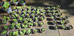 Aardbei planten, Ophalen, Eenjarig, Overige soorten, Volle zon