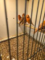 Rood isabel poppen, Vrouwelijk, Kleurkanarie