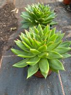 Echeveria ebony, Tuin en Terras, Planten | Tuinplanten, Ophalen of Verzenden, Overige soorten, Volle zon