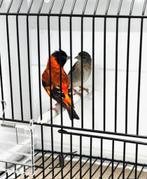 Te Koop Kapoetsijzen, Meerdere dieren, Wildzangvogel, Geringd