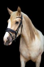 Brave 3,5 jarige tinker merrie zoekt 5 sterren huisje, Dieren en Toebehoren, Pony's, Zadelmak, 3 tot 6 jaar, Recreatiepony, Merrie