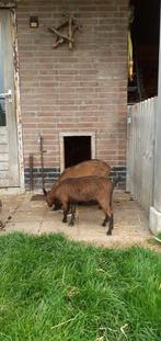 2 bruine dwerggeitjes, Dieren en Toebehoren, Vrouwelijk, Geit, 0 tot 2 jaar