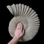 XL ammoniet, Ophalen of Verzenden