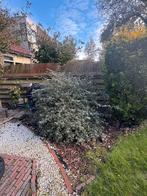 Vlinderstruik, Ophalen, Vlinderstruik