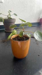 Pannenkoeken plant Pilea peperomioides, Huis en Inrichting, Kamerplanten, Overige soorten, Minder dan 100 cm, Halfschaduw, Ophalen