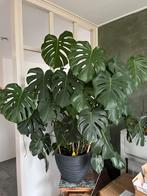 Mooie grote monstera plant met pot, Huis en Inrichting, Kamerplanten, Ophalen, In pot, Halfschaduw