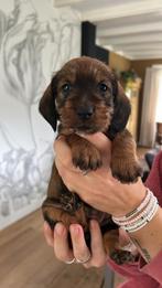 Standaard ruwharige Teckel pup met stamboom teef, Standaard, Rabiës (hondsdolheid), 8 tot 15 weken, Teef