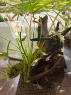 Gratis baby guppen, Dieren en Toebehoren, Vis