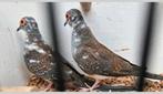 3 bonte diamant duiven doffers mannen, Mannelijk, Tropenvogel