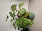 planten, Huis en Inrichting, Kamerplanten, Ophalen, Overige soorten, Minder dan 100 cm