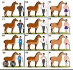 Paarden / pony’s scheren, Ophalen