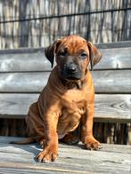 Mooiste Ridgeback meisje van de klas | Rhodesian ridgeback, Dieren en Toebehoren, Overige rassen, 8 tot 15 weken, Teef, Eén hond