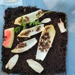 Slakjes (Afrikaanse Reuzenslakjes te koop), Dieren en Toebehoren, Overige soorten