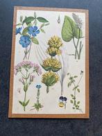 16 prenten bloemen/ planten19x27 per stuk 6,50 oa klaproos, Ophalen of Verzenden, Natuur en Biologie