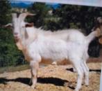 Gezocht: saanen bok, Dieren en Toebehoren, Mannelijk, Geit, 0 tot 2 jaar