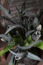 Groene tak met besjes, olijventakjes, olijf, Www.jufbrocante.nl, Www.jufbrocante.nl, Nieuw, Ophalen of Verzenden