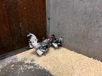 Prachtig trio wit-zwart geloverd Hollandse hoenders, Dieren en Toebehoren, Meerdere dieren, Kip