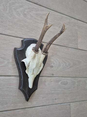Mooi Ree Gewei Op Schild Jacht Mancave Jagen Landelijk c79 beschikbaar voor biedingen