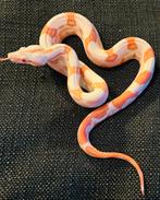 Boa constrictors vanaf €150, Dieren en Toebehoren, Slang, 0 tot 2 jaar