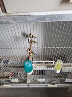 t.k.zeer mooie 2 koppels majoorputters wildkleur 2025, Dieren en Toebehoren, Vogels | Kanaries, Meerdere dieren, Bastaard