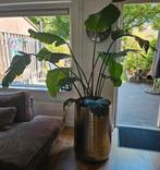 Strelitzia Nicolai XL Paradijsvogelplant, Huis en Inrichting, Kamerplanten, Groene kamerplant, Ophalen, Overige soorten, 150 tot 200 cm
