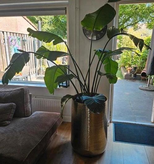 Strelitzia Nicolai XL Paradijsvogelplant, Huis en Inrichting, Kamerplanten, Overige soorten, 150 tot 200 cm, Groene kamerplant