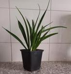 Sanseveria, Ophalen of Verzenden, Overige soorten, Minder dan 100 cm