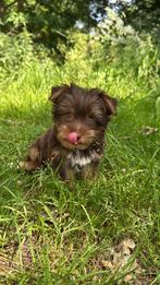 Laatste yorkshire terrier choco pup, Dieren en Toebehoren, Yorkshire Terriër, 15 weken tot 1 jaar, Eén hond, Nederland