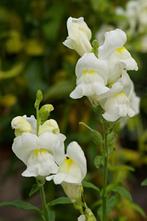 Zaden leeuwenbekje wit (Antirrhinum majus), Tuin en Terras, Ophalen of Verzenden, Voorjaar, Volle zon, Zaad