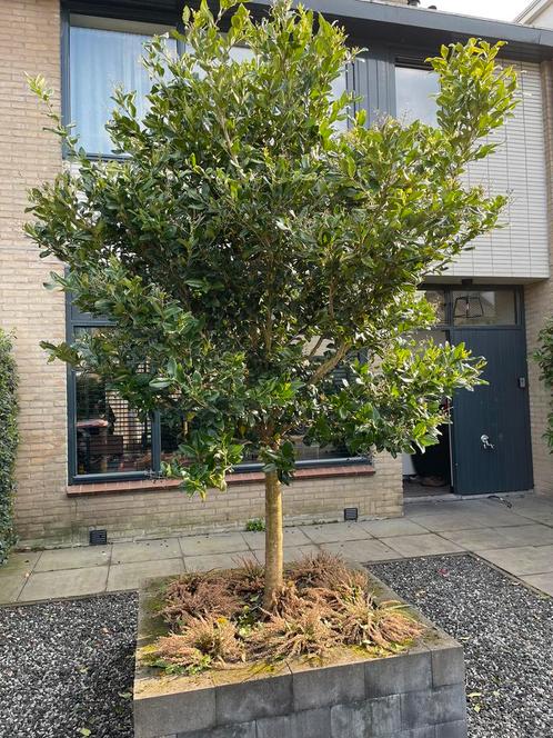 Boom | Japanse Liguster, Tuin en Terras, Planten | Bomen, 100 tot 250 cm, Volledige schaduw, Bloeit niet, Ophalen