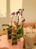 Set of 3 Phalaenopsis Orchids in Glass Vases. Semi-Hydro, Ophalen of Verzenden, Nieuw