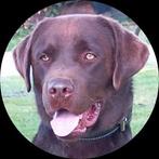 Labrador reu choco bruin LABRADOR Dekreu GROOT, Dieren en Toebehoren, Honden | Dekreuen, Rabiës (hondsdolheid), Reu, 1 tot 2 jaar